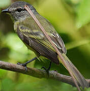 Forest Elaenia