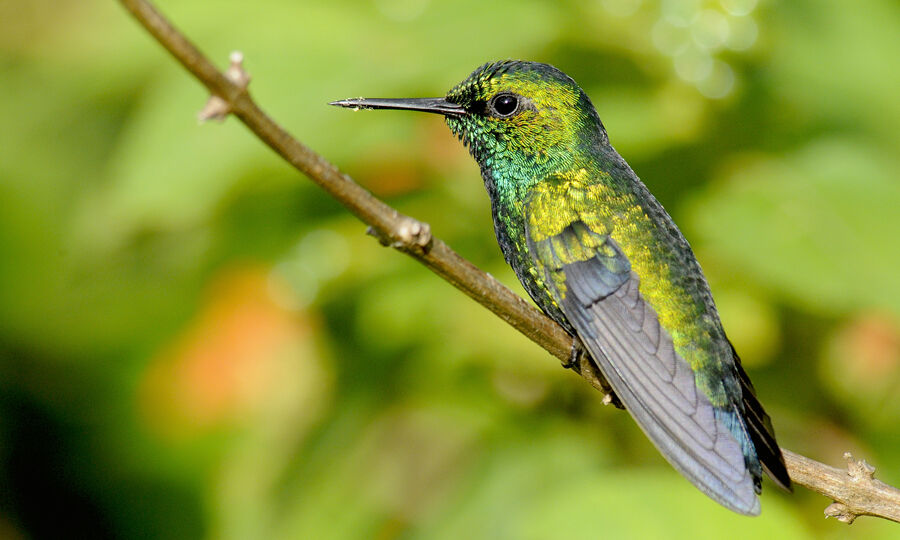 Blue-tailed Emerald male adult