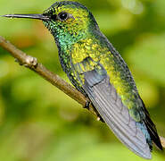 Blue-tailed Emerald