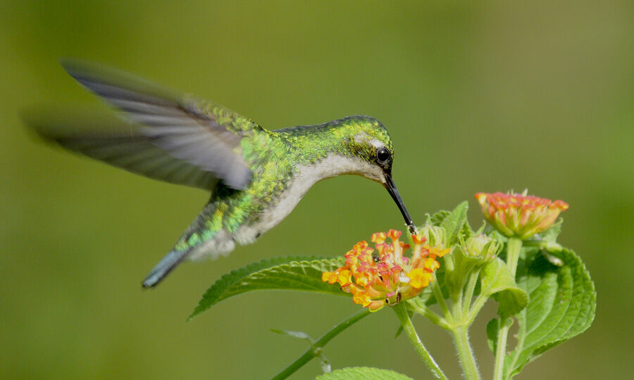 Blue-tailed Emerald female adult