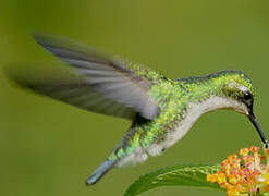 Blue-tailed Emerald