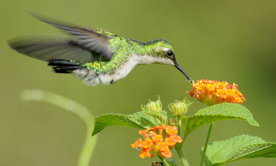 Blue-tailed Emerald female adult