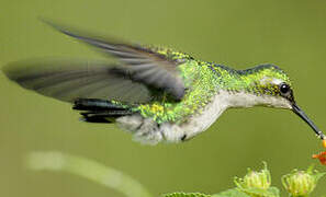 Blue-tailed Emerald