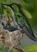 Blue-tailed Emerald