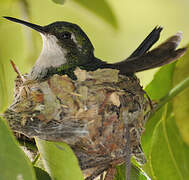 Blue-tailed Emerald