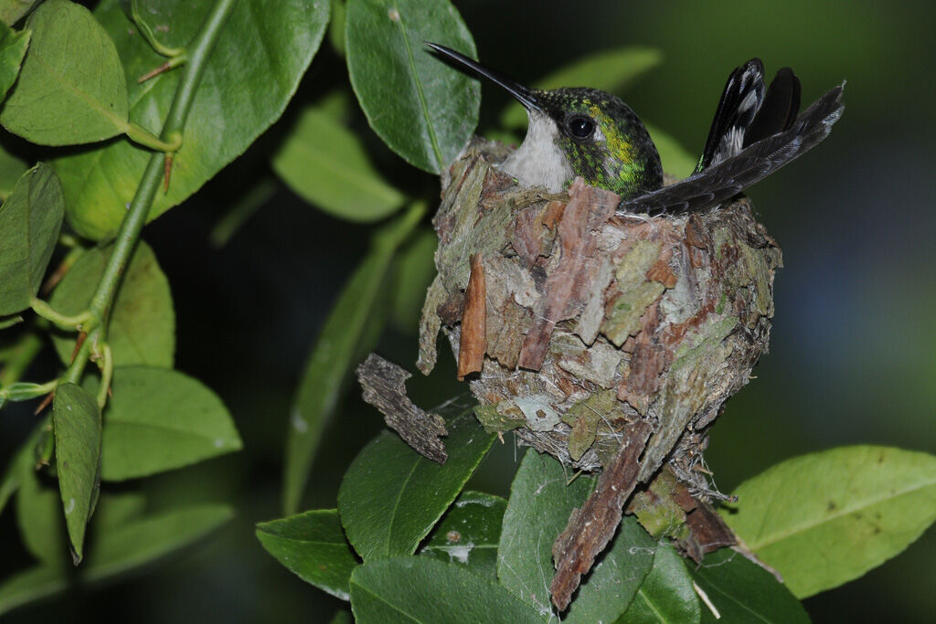 Blue-tailed Emerald female adult breeding