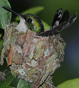 Blue-tailed Emerald