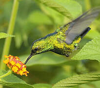 Blue-tailed Emerald