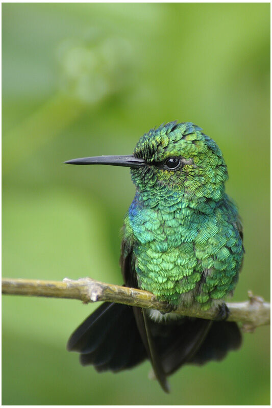 Émeraude orvert mâle adulte, identification