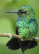 Blue-tailed Emerald