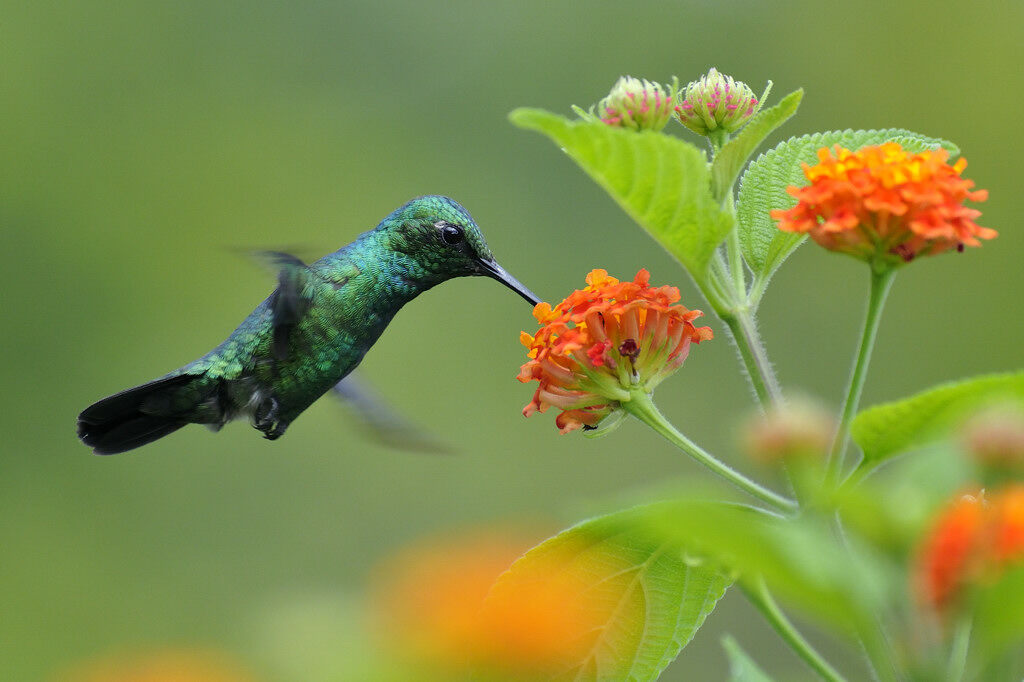 Blue-tailed Emerald male adult