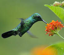 Blue-tailed Emerald