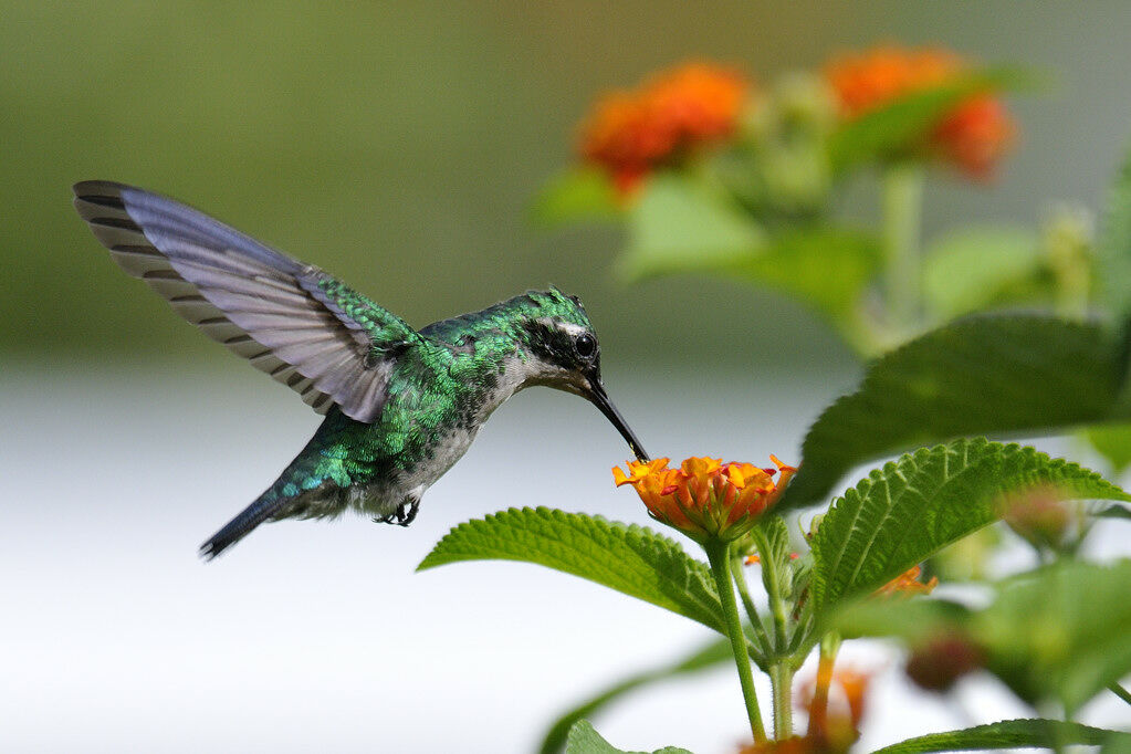 Blue-tailed Emerald female adult