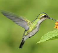 Blue-tailed Emerald