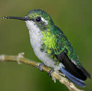 Blue-tailed Emerald