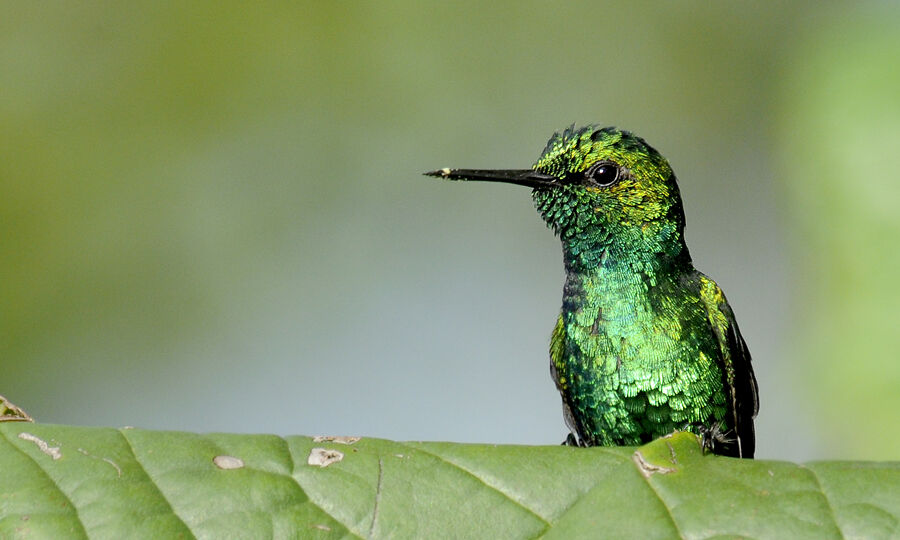 Blue-tailed Emerald male adult