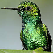 Blue-tailed Emerald