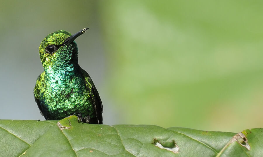 Blue-tailed Emerald male adult