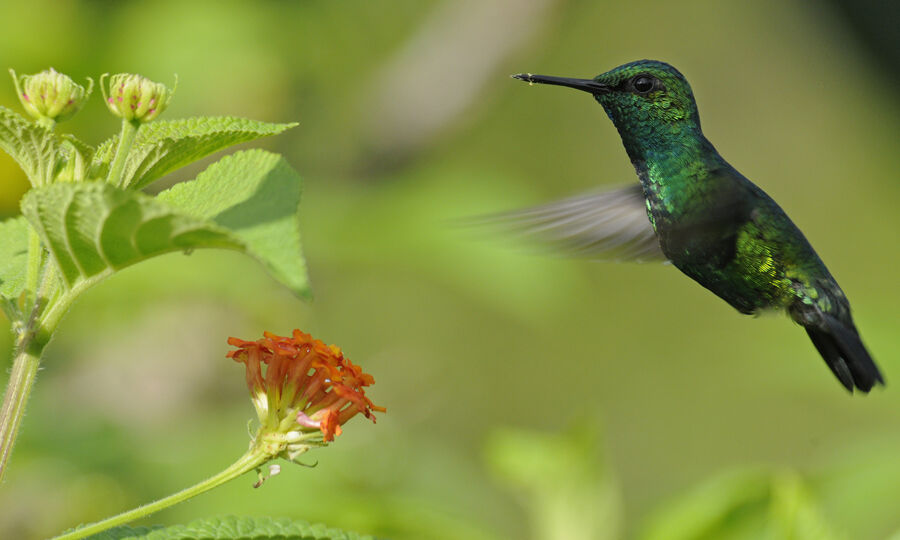 Blue-tailed Emerald male adult