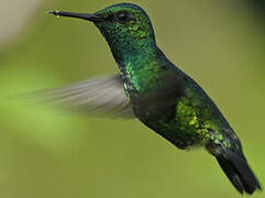 Blue-tailed Emerald