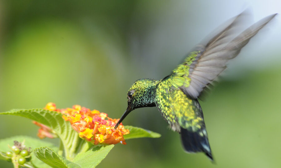 Blue-tailed Emerald male adult