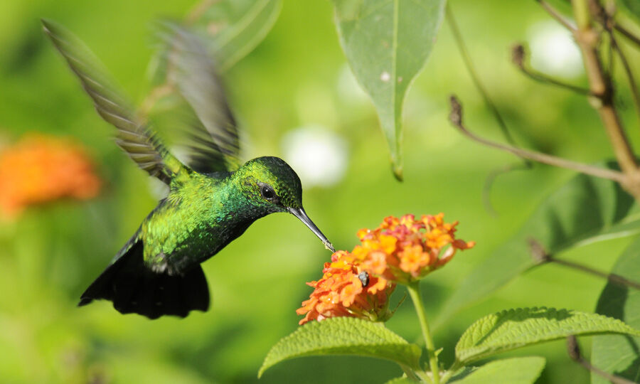 Blue-tailed Emerald male adult