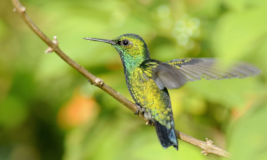 Blue-tailed Emerald male adult