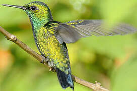 Blue-tailed Emerald