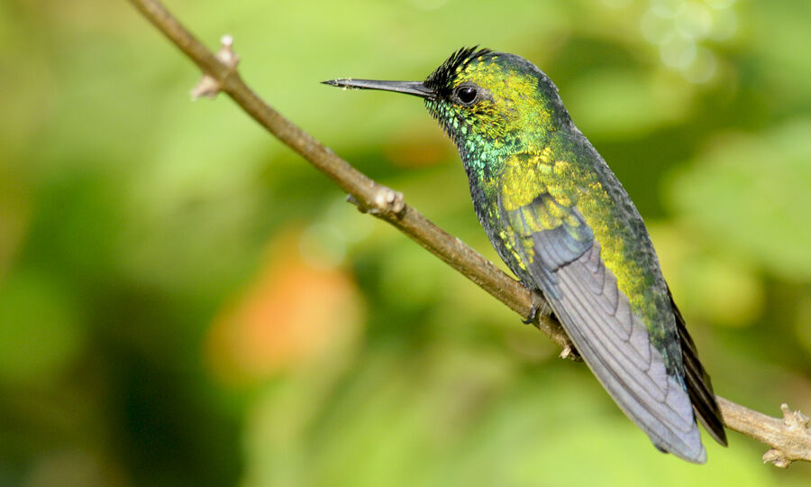 Blue-tailed Emerald male adult