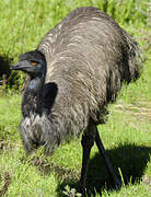 Emu