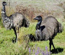 Emu