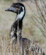 Emu