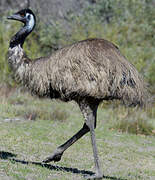 Emu