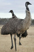 Emu