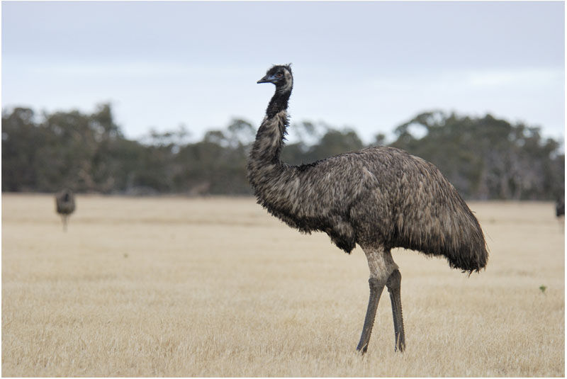 Émeu d'Australieadulte