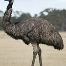 Émeu d'Australie