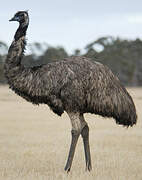 Emu