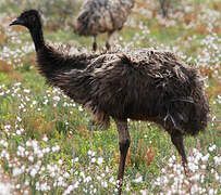 Emu