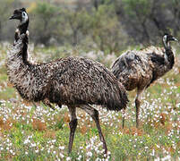 Emu