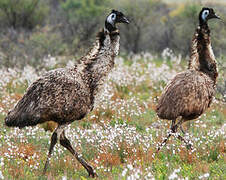 Emu