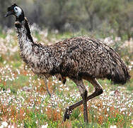 Emu