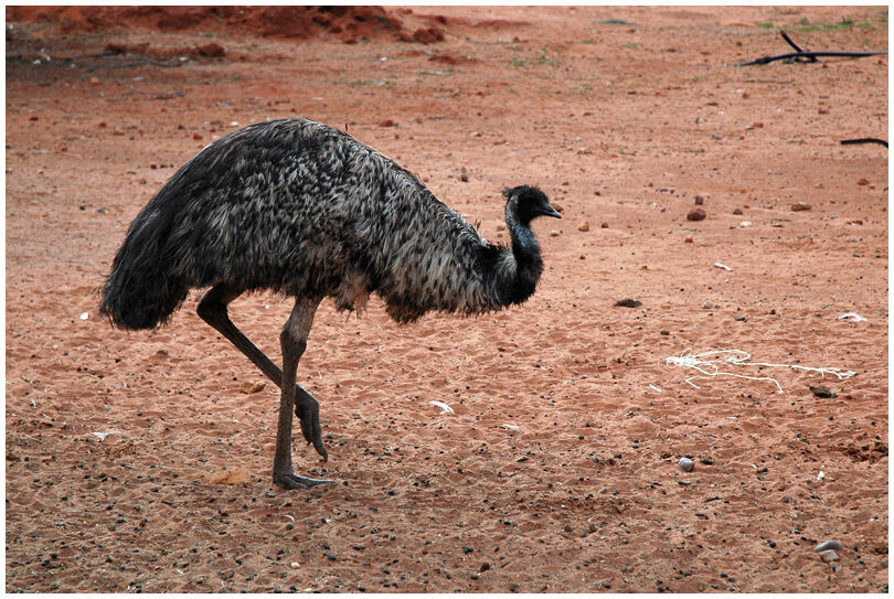 Émeu d'Australie