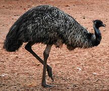 Emu