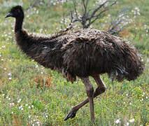 Emu