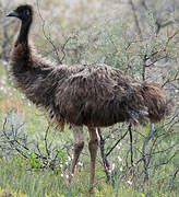 Emu