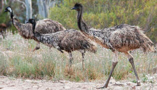 Emu