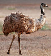 Emu