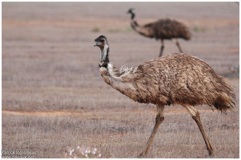 Émeu d'Australieadulte, identification