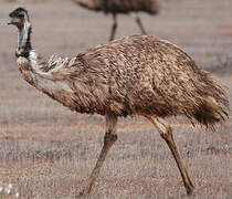 Emu