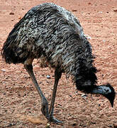 Emu